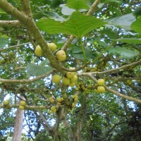 Ficus nymphaeifolia Mill.